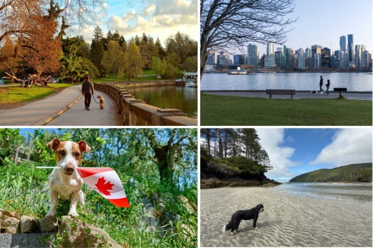 Perros con sus dueños paseando por las calles y parques de Canadá. Un perro blanco sujera una bandera canadiense con la boca.