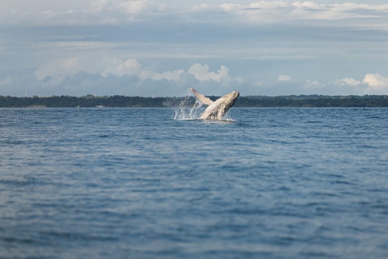 Avistamiento de Ballenas en Panamá