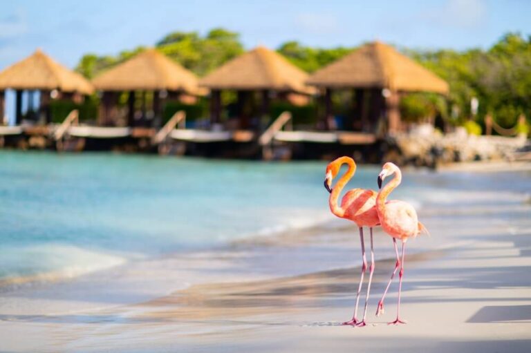 ¿Que ver en Aruba? Flamencos
