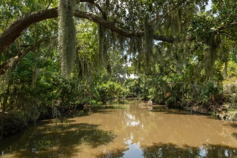 Un recorrido por los pantanos de Jean Lafitte en Nueva Orleans es una aventura por los humedales y bayous de Luisiana.