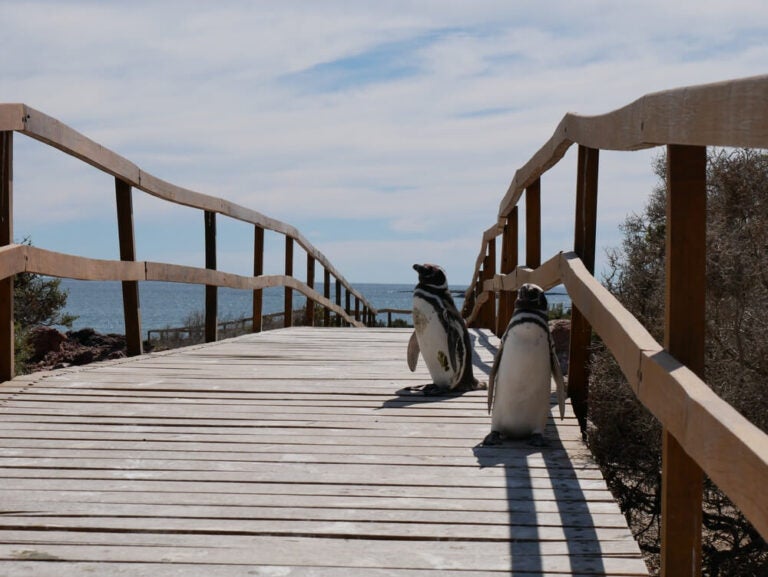 ¿Qué ver en la Patagonia? En Punta Tombo encontrarás la colonia de pingüinos de Magallanes más grande del mundo