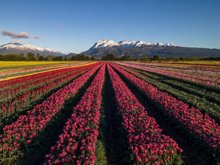 Trevelin, en primavera (octubre y noviembre) ofrece un paisaje único destacado por la floración de millones de tulipanes.