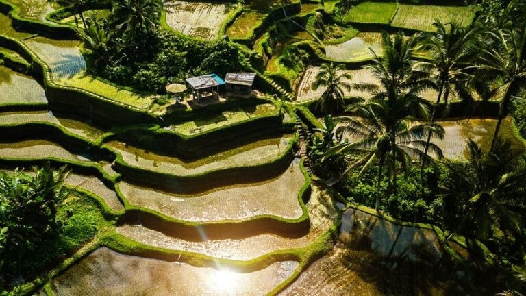 Las terrazas de arroz de Tegalalang son los campos de arroz más famosos, fotografiados e icónicos de Bali.
