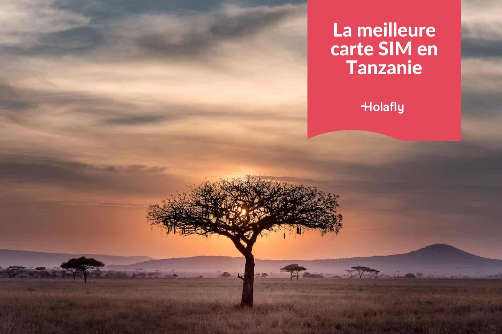 arbre dans la savane en Tanzanie avec un coucher de soleil en fond et le Mont Serengeti