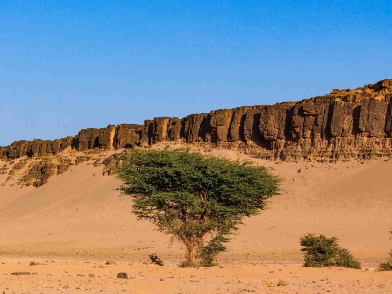 Un abre planté dans le sable avec une formation rocheuse en arrière plan près du parc national d'Iriqui au Maroc