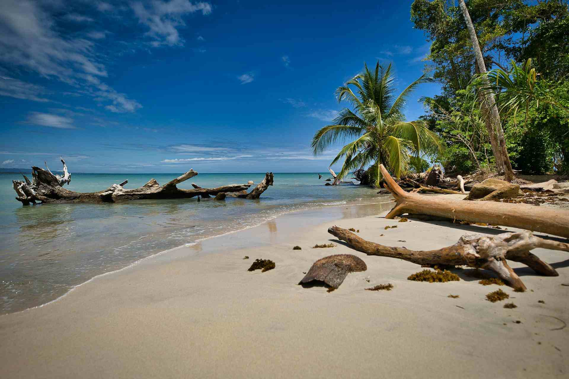 Une vue d'une plage bordée de palmier à Limon, Costa Rica