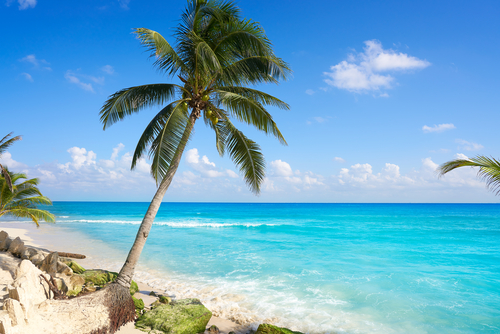 Palmiers de la plage de Playa del Carmen à Riviera Maya dans les Caraïbes du Mexique
