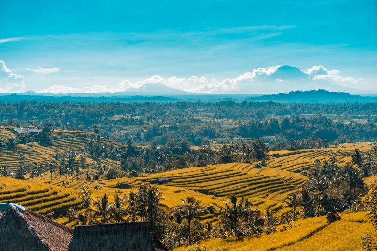 Vue aérienne des terrasses de riz à Penebel à Bali