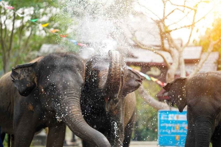 Jeune éléphant s'amusant et éclaboussant d'eau au festival thaïlandais de Songkran.
