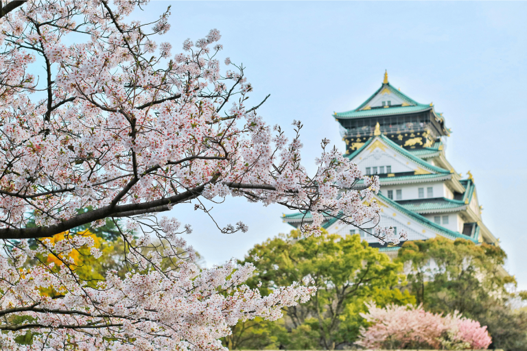 Cerisiers en fleur avec en fond le château d'Osaka au Japon