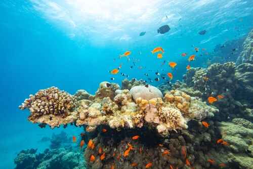 Vue panoramique sur un beau récif corallien avec des coraux multicolores et des poissons à Marsa Alam, Égypte.