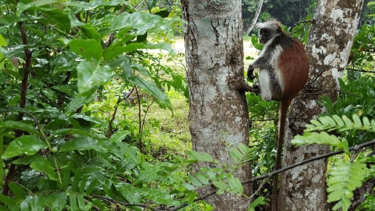 Forêt de Jozani-Chwaka