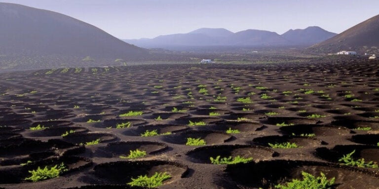 Vignoble de La Geria à Lanzarote en décembre
