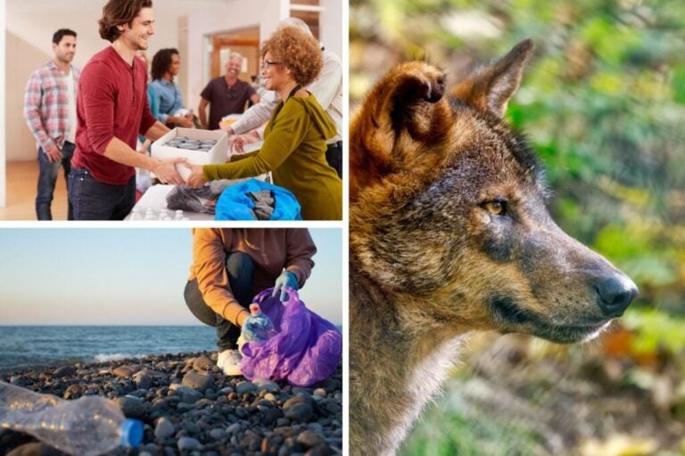Différents projets de volontariat au Portugal, loup ibérique, nettoyage des plages et collecte alimentaire.