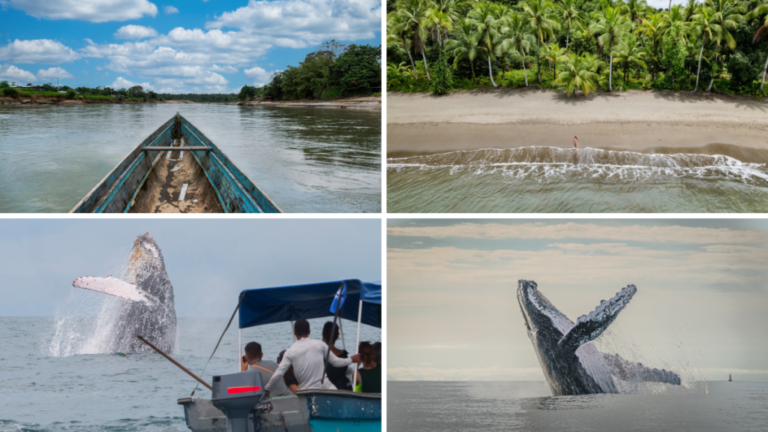 Lieux où vous pourrez faire du volontariat en Colombie.