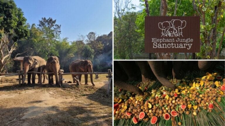 sanctuaires d’éléphants en thaïlande