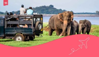 Observation des éléphants lors d'un safari dans le parc national Minneriya, près des parcs Kaudulla et Dambulla au Sri Lanka