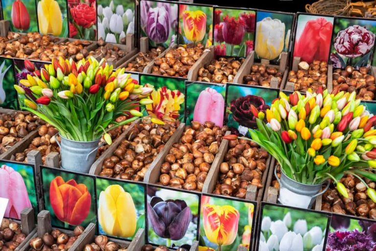 Des tulipes et des bulbes sur un étal dans un marché à Amsterdom