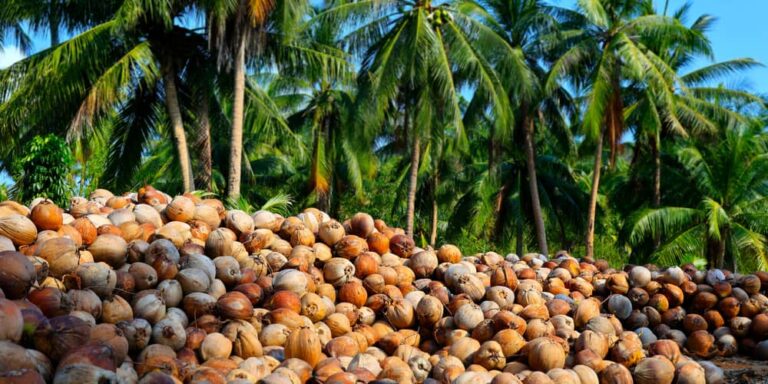 Noix de coco utilisées pour fabriquer des produits alimentaires et cosmétiques thaïlandais
