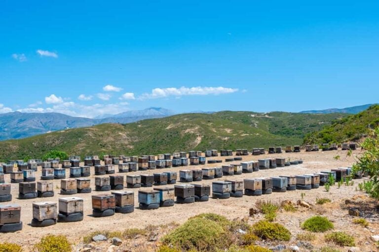 Rangées de ruches en bois traditionnelles dans un paysage aride et vallonné à Paleochora, Crète