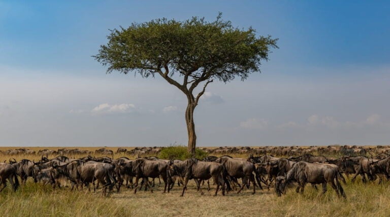 Troupeau de gnous réuni sous un acacia dans la savane du parc Masai Mara au Kenya.