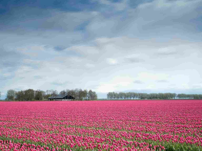 campos de tulipa na holanda