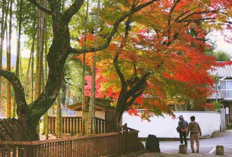 árvores trocando de folhas no outuno japonês