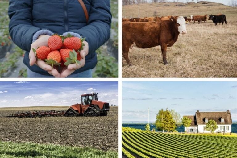 Fazendas no Canadá e um trator a cultivar, noutra imagem, uma vaca e umas mãos cheias de morangos.