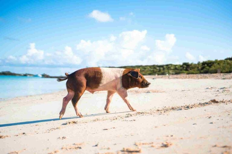 um porco em uma praia das bahamas