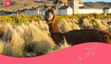 uma alpaca no interior da bolivia