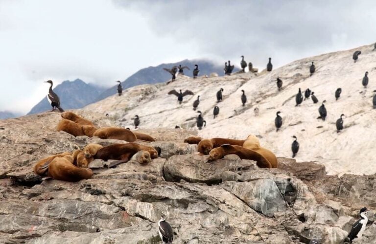 Colônias de aves e de lobos-marinhos no Canal de Beagle, em Ushuaia.