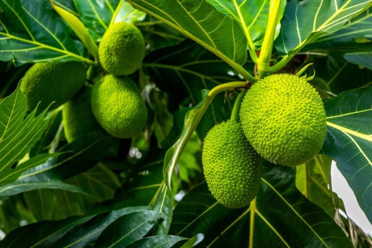 Fruta-pão na árvore antes de ser colhida