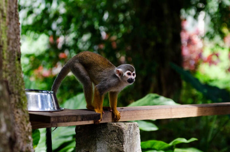 O principal e mais famoso santuário de macacos na região de Punta Cana é o Monkeyland, localizado nas montanhas de Anamuya