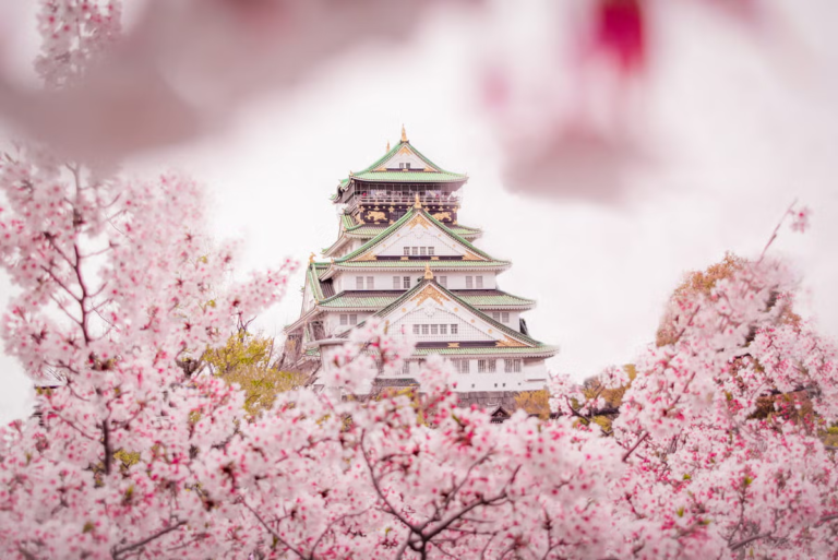 Cerejeiras em flor ao redor do Castelo de Osaka, na primavera.