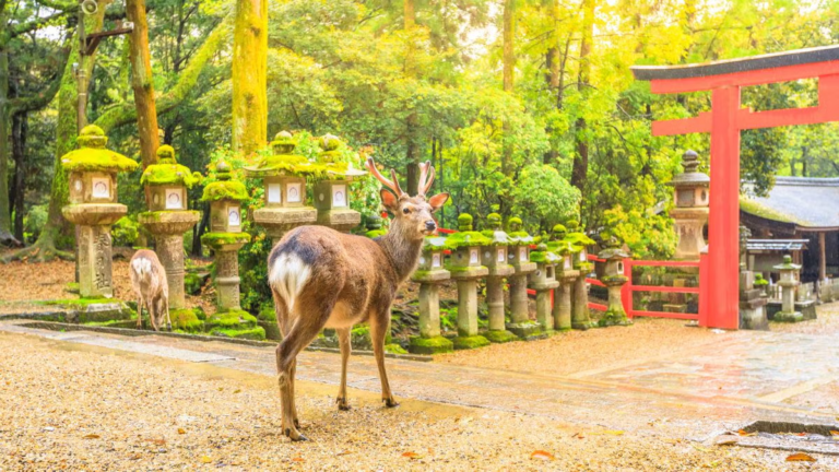Cervos circulam livremente pelo Parque de Nara, entre santuários antigos.