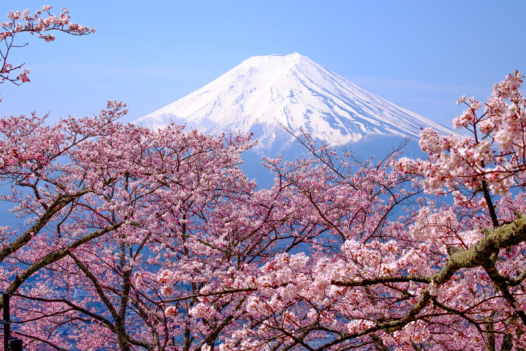 Cerejeiras em flor com o monte Fuji ao fundo.