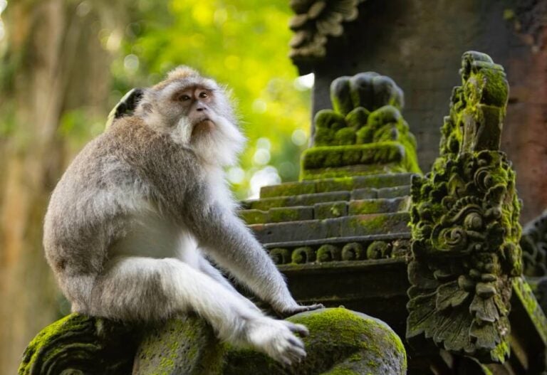 O Sacred Monkey Forest Sanctuary (conhecido localmente como Mandala Suci Wenara Wana) é uma das atrações mais icônicas de Bali.