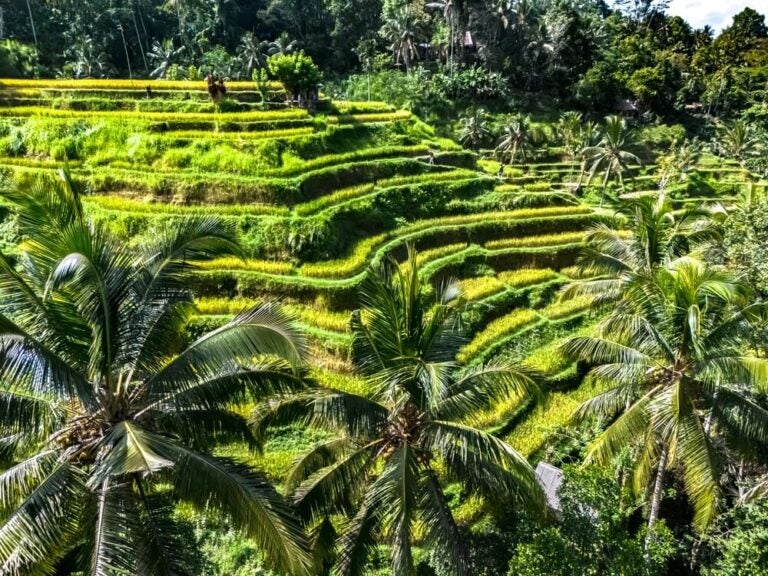Os Terraços de Arroz de Tegallalang são famosos por suas icônicas plantações em degraus esculpidas pelo sistema tradicional de irrigação subak.