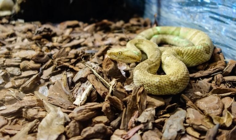 A Ilha da Queimada Grande é famosa por abrigar uma das maiores concentrações de serpentes do mundo.