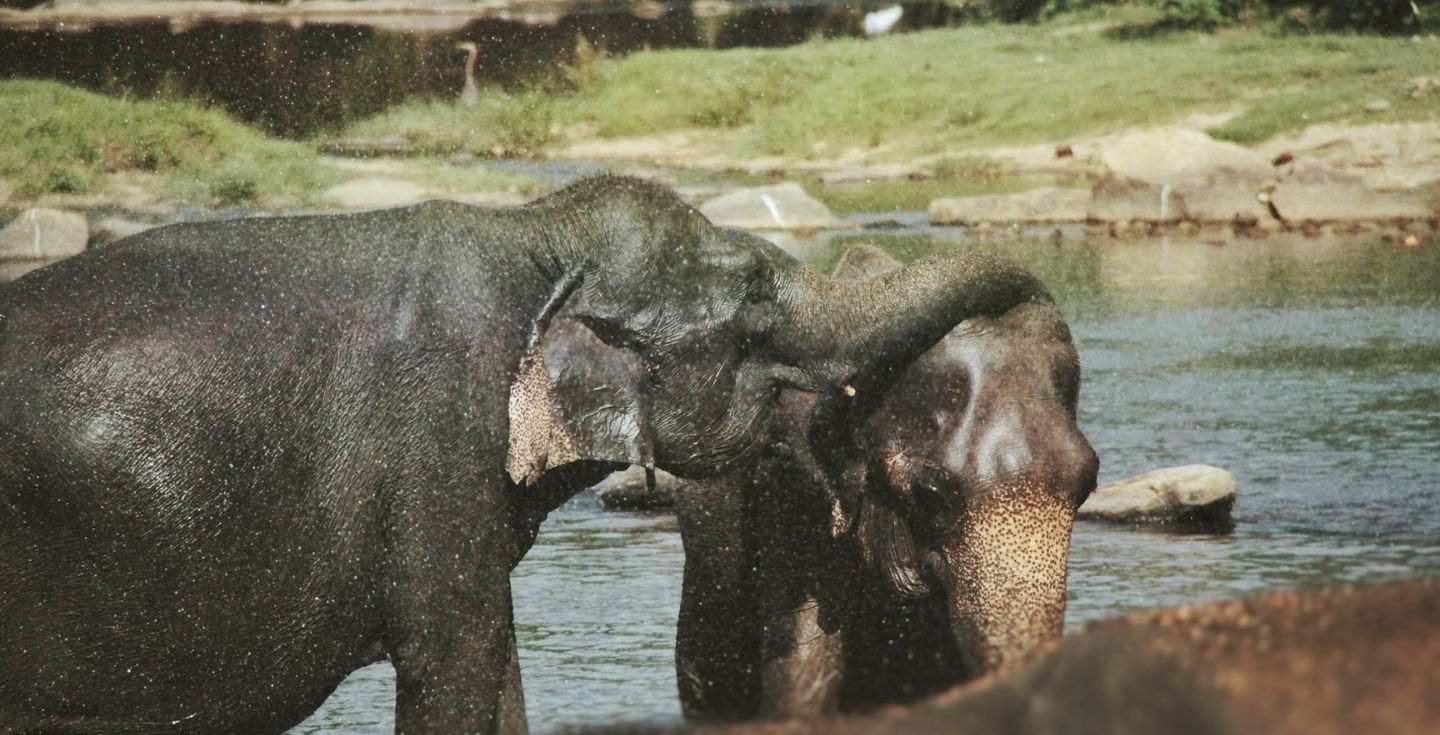 Elefanti in acqua nella provincia di Sabaragamuwa, Sri Lanka