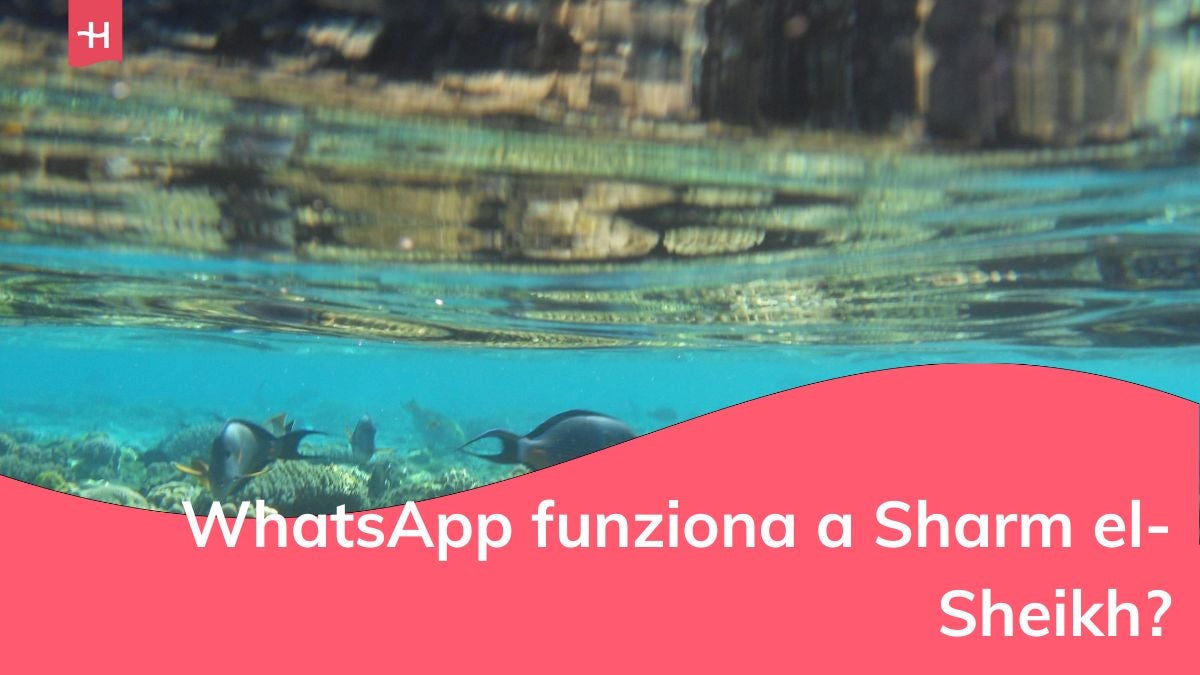 Pesci nell'acqua a Sharm el-Sheikh, Qesm Sharm Ash Sheikh, Egitto