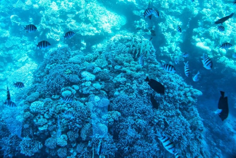 quando andare a Sharm, Sharm el-Sheikh quando andare, dove si trova Sharm el-Sheikh, periodo migliore per andare a Sharm, Sharm el-Sheikh passaporto