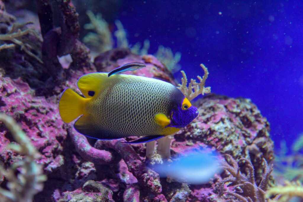 Acquario dell’isola di Sentosa, Singapore
