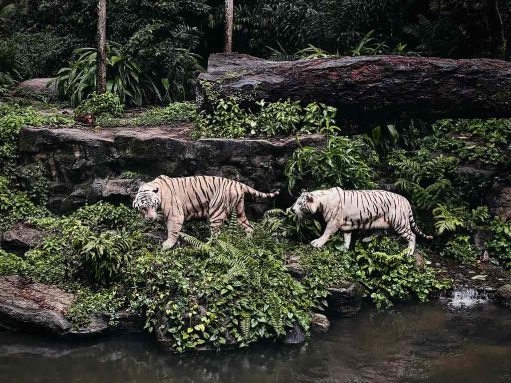 Magnifiche tigri nello zoo, Singapore