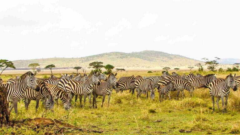 Tanzania cosa vedere, Cosa vedere in Tanzania, cosa fare in Tanzania, Tanzania turismo, cosa visitare in Tanzania, Tanzania dove andare