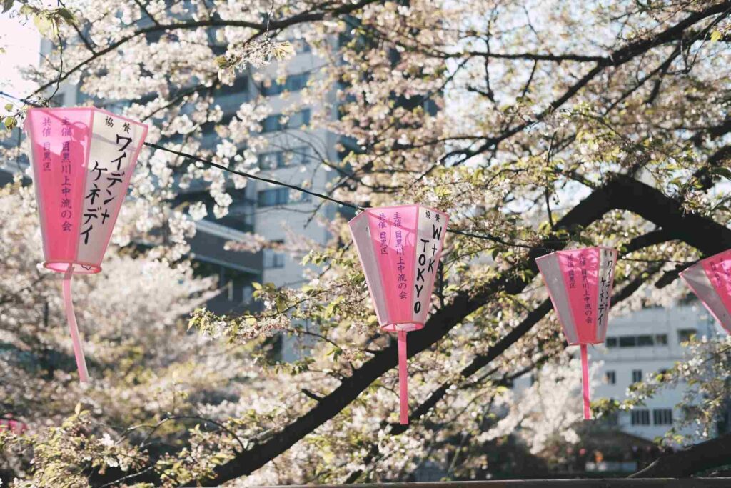 Fiori di ciliegio e lanterne appese a Tokyo, Giappone. 