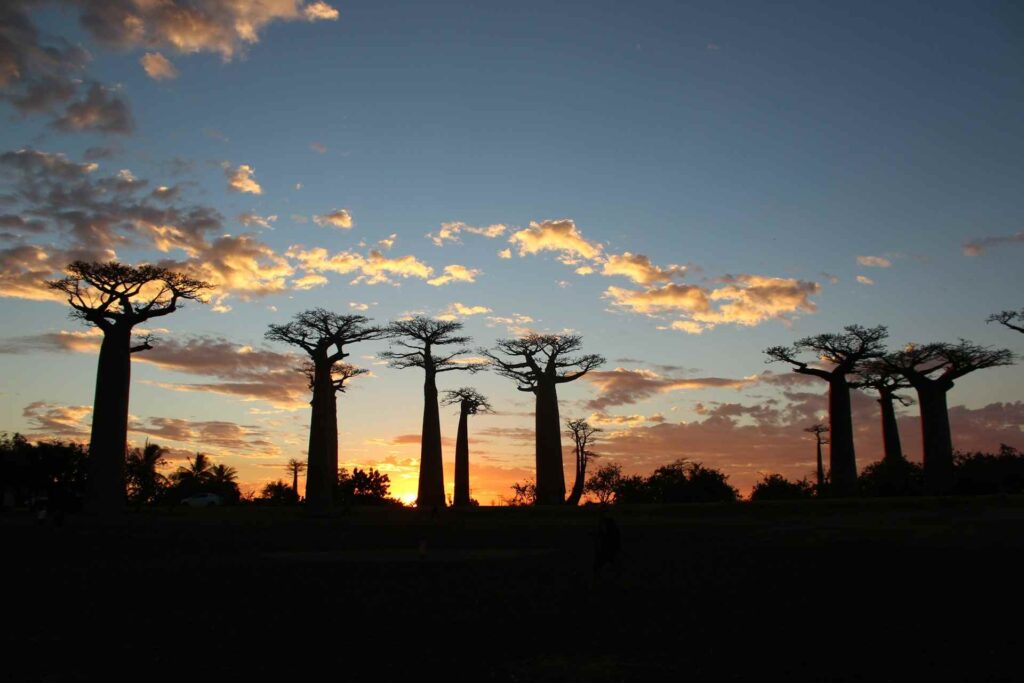 Silhouette di alberi di baobab al tramonto sul viale dei baobab, Morondava, Madagascar
