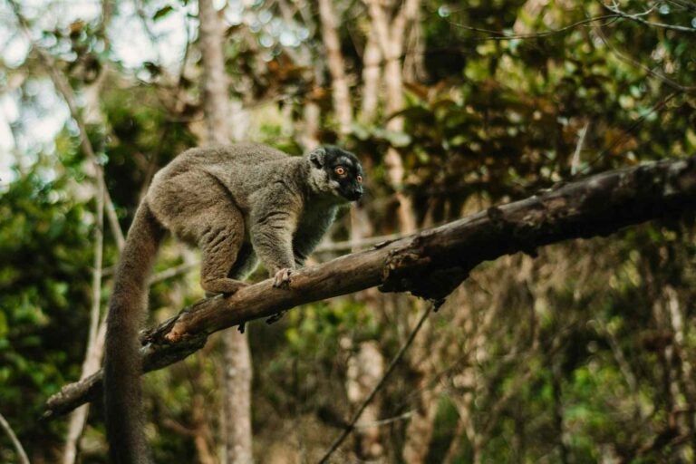 Lemure sul ramo di un albero ad Andasibe, Madagascar