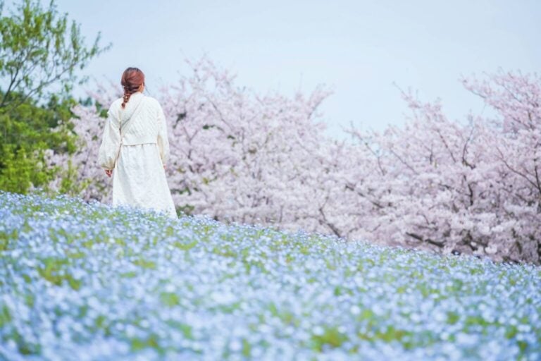 Donna giapponese sullo sfondo di una collina ricoperta di fiori azzurri, nemofila e fiori di ciliegio rosa nel parco costiero di Uminonakamichi, Fukuoka, Kyushu, Giappone. Famosa destinazione turistica primaverile.