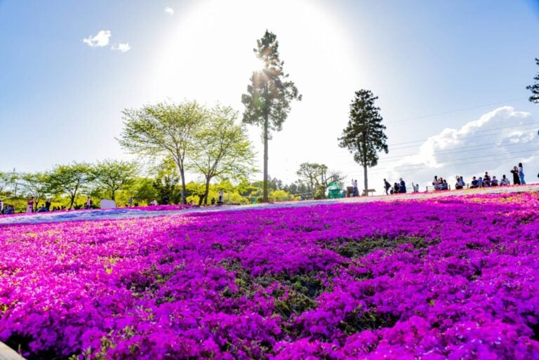 Parco Hitsujiyama, phlox muschioso in fiore sulla collina
